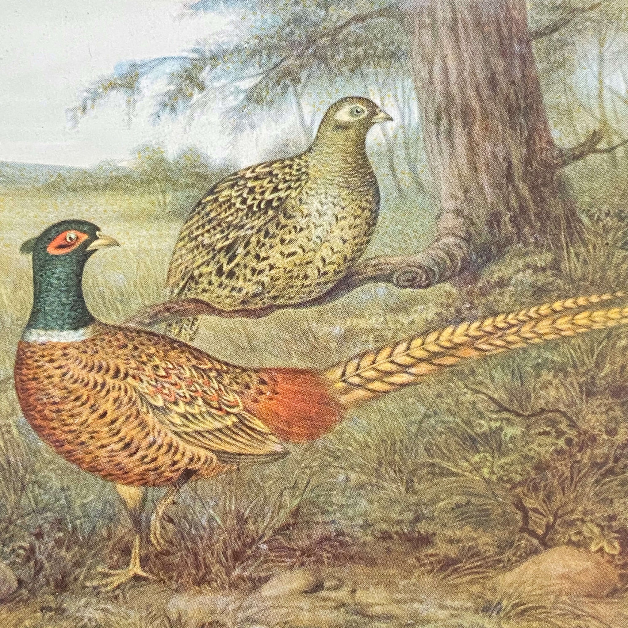 Vintage Bird Drink Coasters Featuring Pheasants and Woodcocks - Set of Two