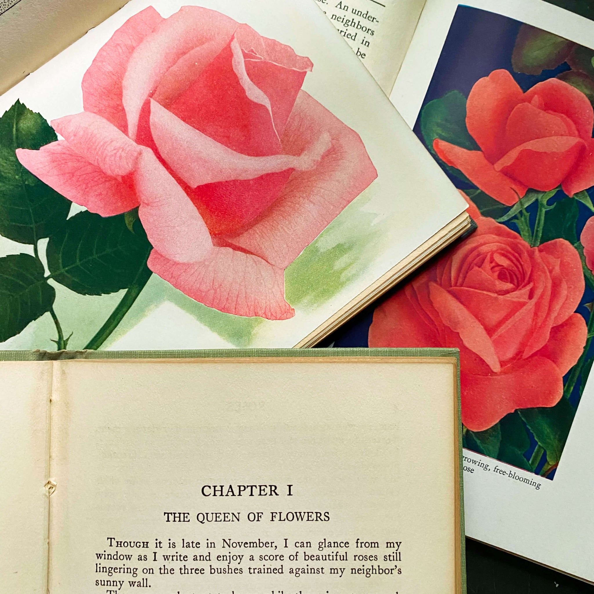 Roses by F.F. Rockwell - The Home Garden Handbooks Series circa 1930