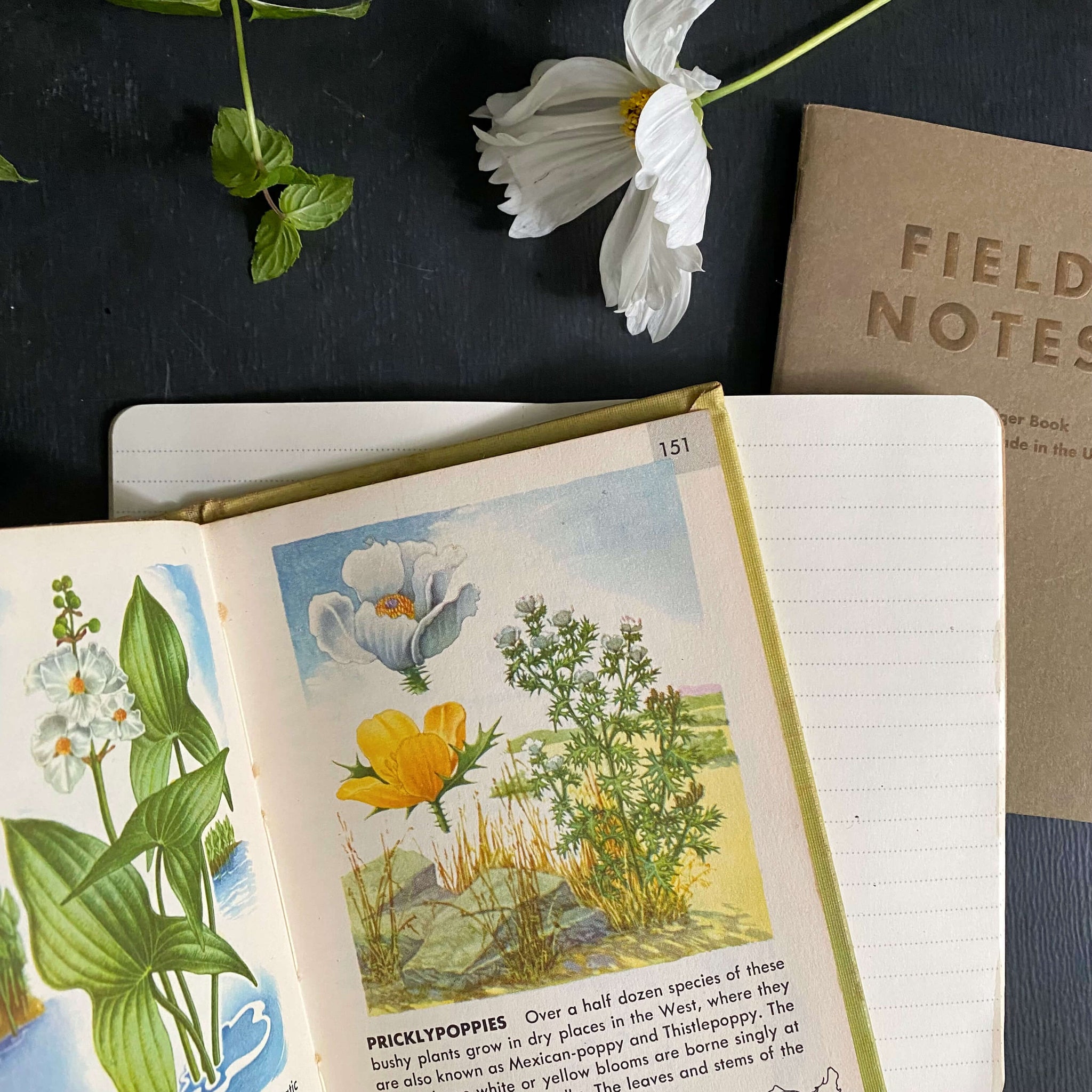 Vintage 1950s Golden Nature Guide - Flowers by Herbert Zim & Alexander Martin circa 1950