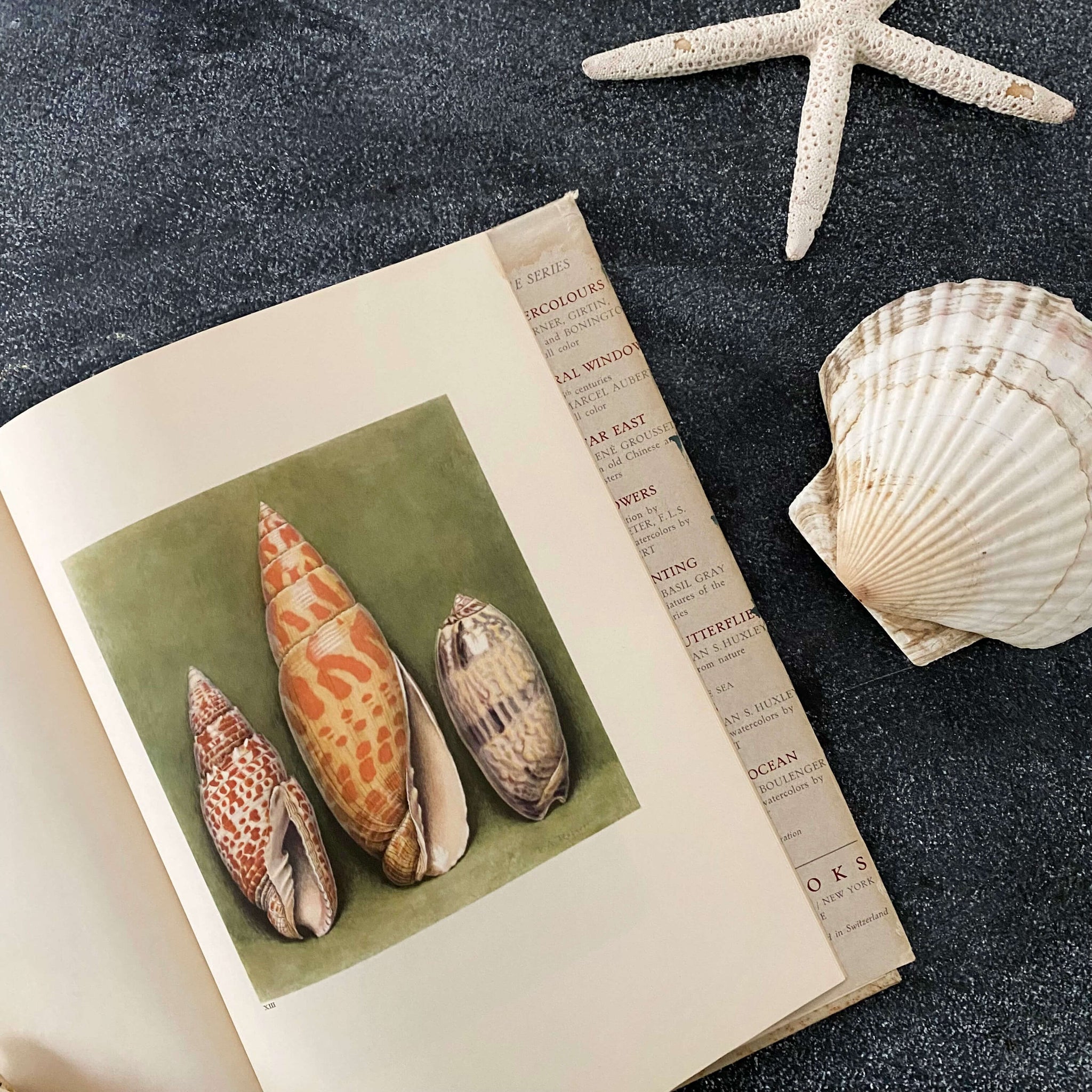 Wonders of the Sea Shells by Paul-Andre Robert & Julian Huxley - 1945 Edition Iris Books
