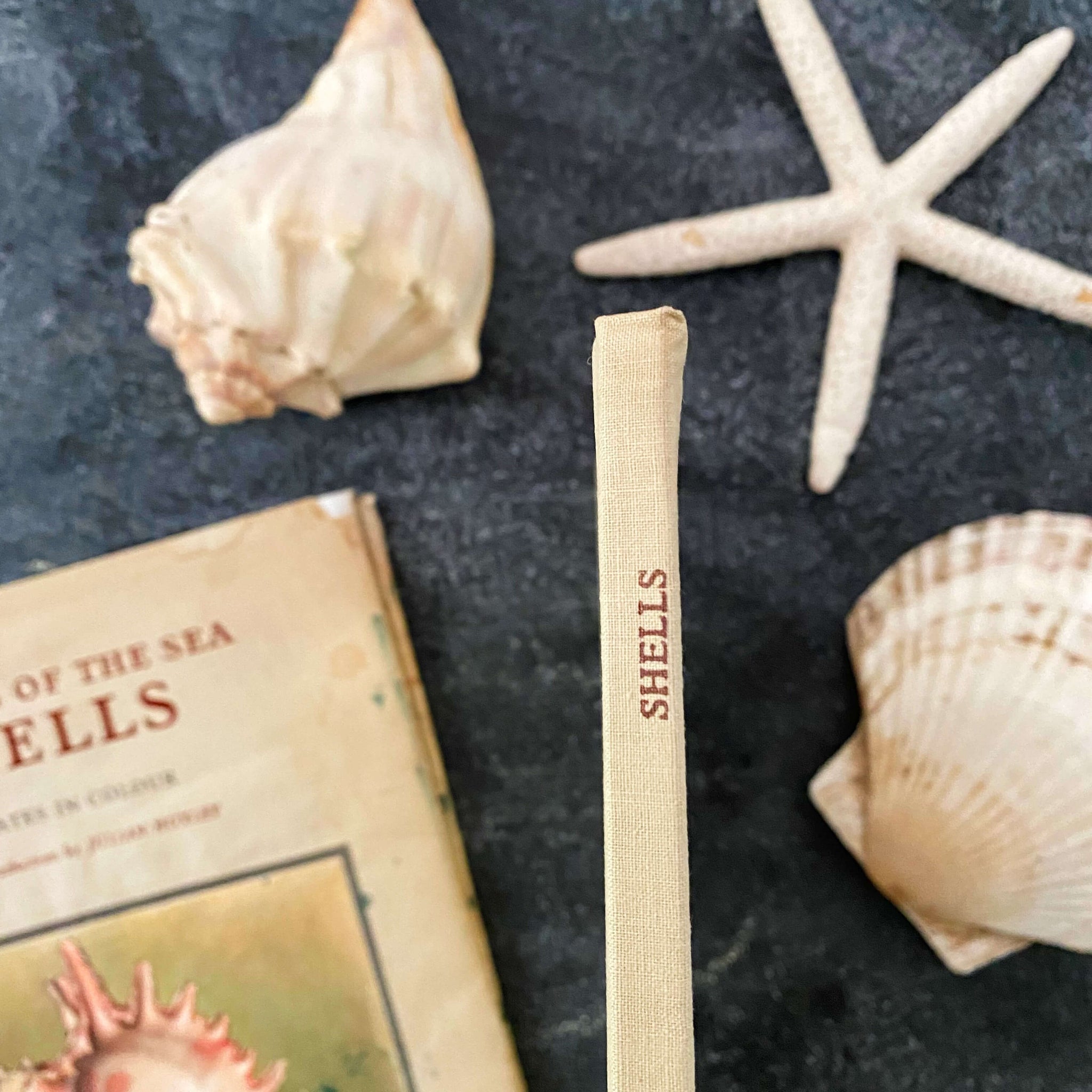 Wonders of the Sea Shells by Paul-Andre Robert & Julian Huxley - 1945 Edition Iris Books
