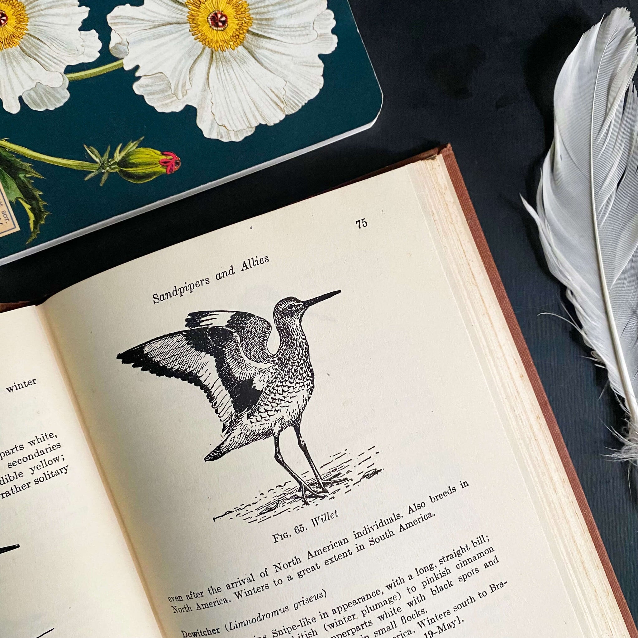 Field Guide to Birds of the West Indies by James Bond - 1947 Edition First Printing