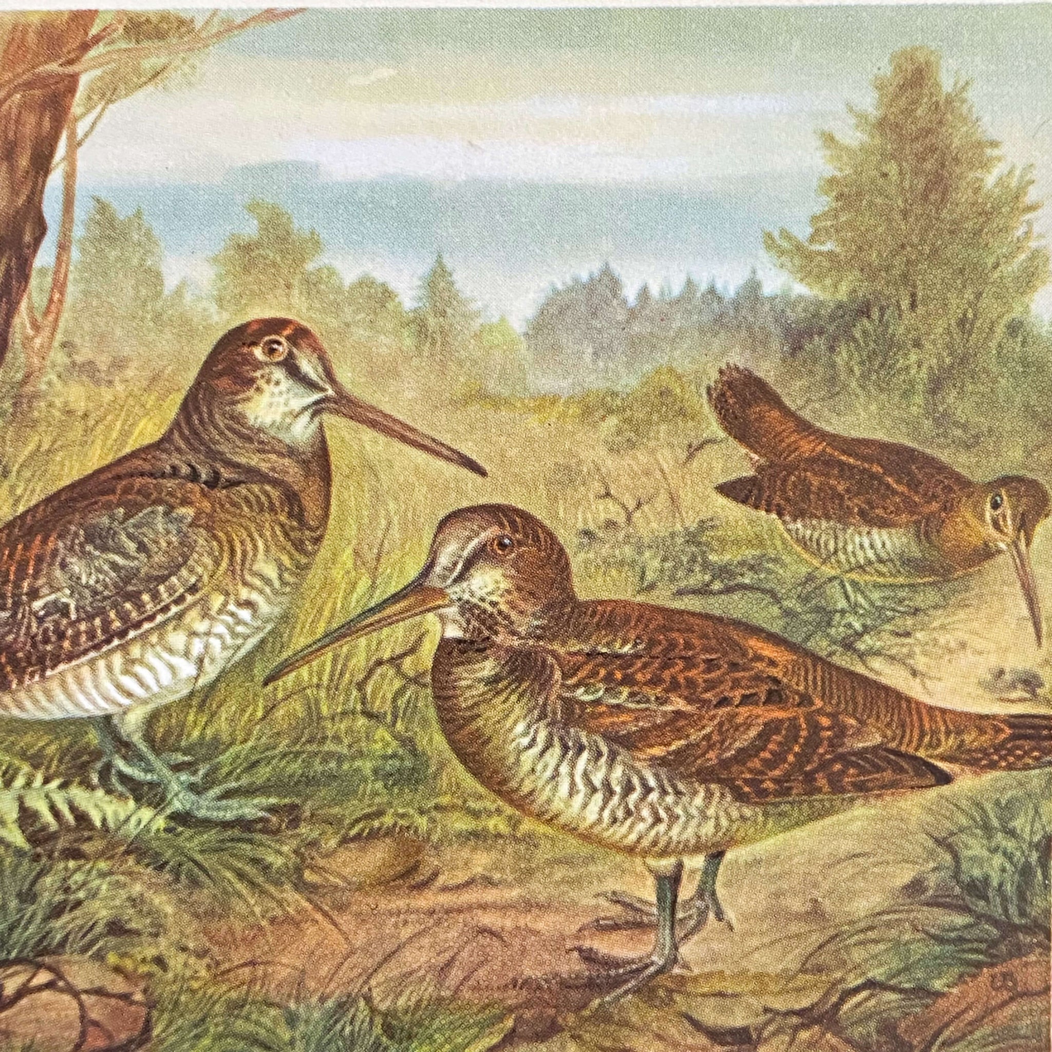Vintage Bird Drink Coasters Featuring Pheasants and Woodcocks - Set of Two
