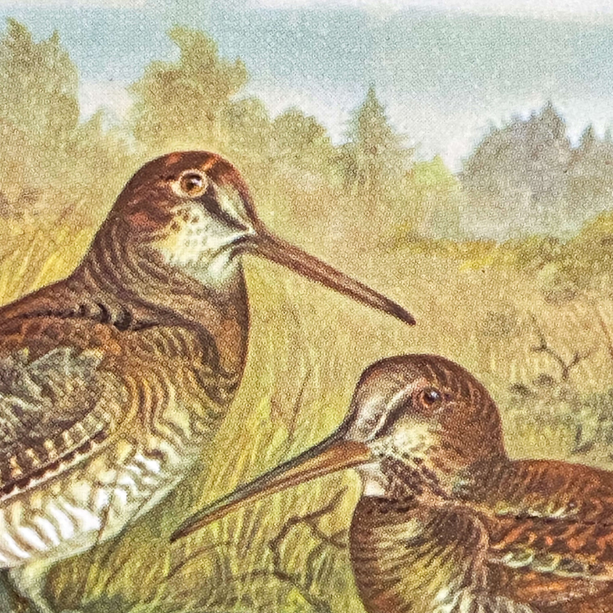 Vintage Bird Drink Coasters Featuring Pheasants and Woodcocks - Set of Two