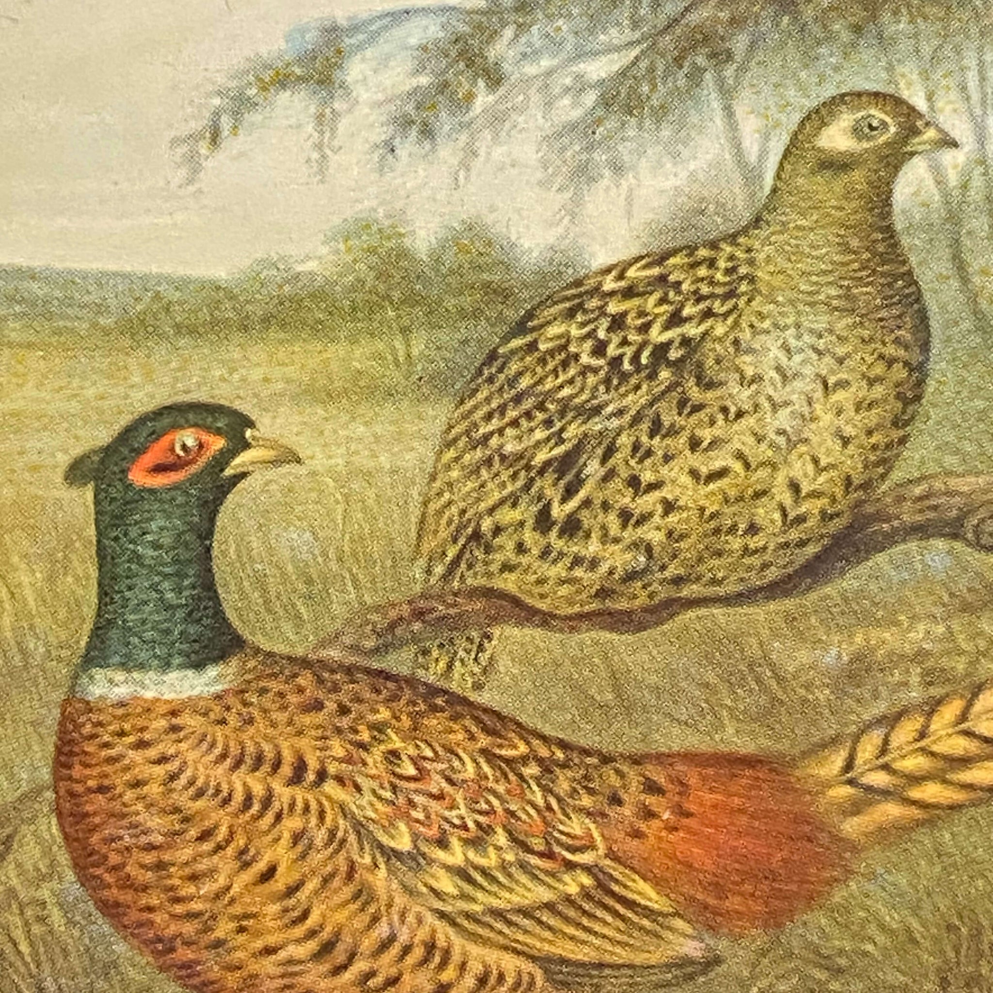 Vintage Bird Drink Coasters Featuring Pheasants and Woodcocks - Set of Two