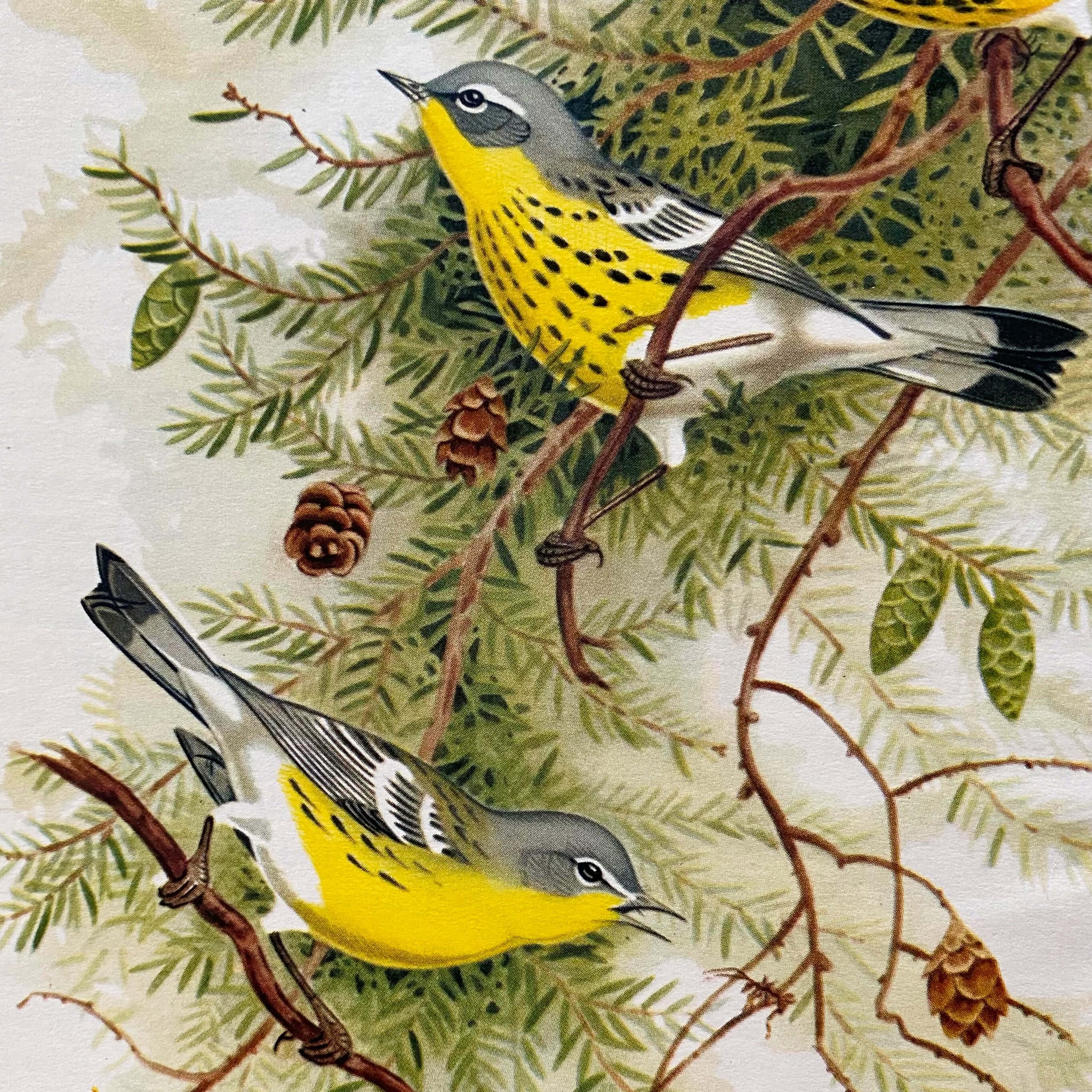 The Warblers of North America by Ludlow Griscom and Alexander Sprunt Jr. with Illustrations by John Henry Dick - 1957 First Printing
