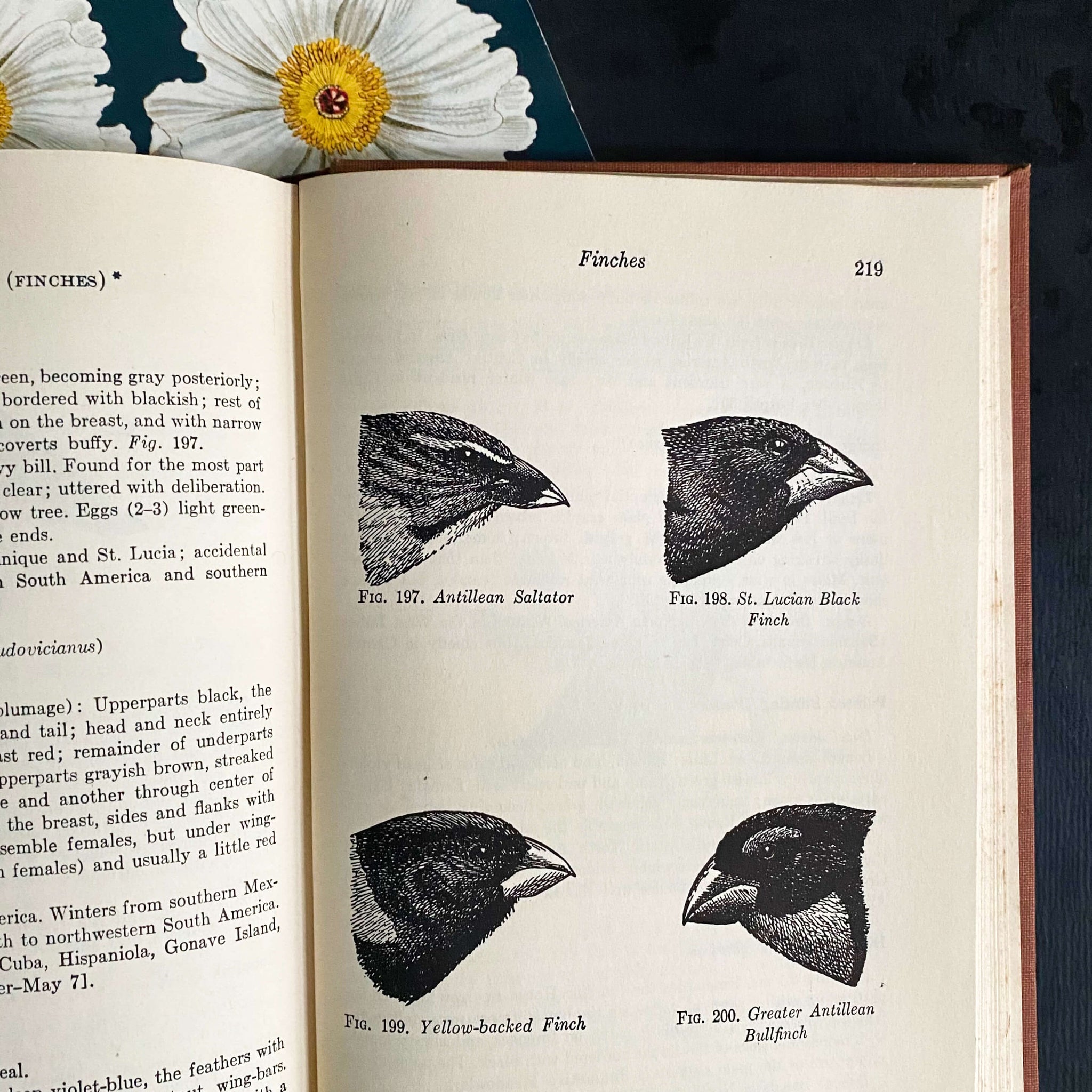 Field Guide to Birds of the West Indies by James Bond - 1947 Edition First Printing