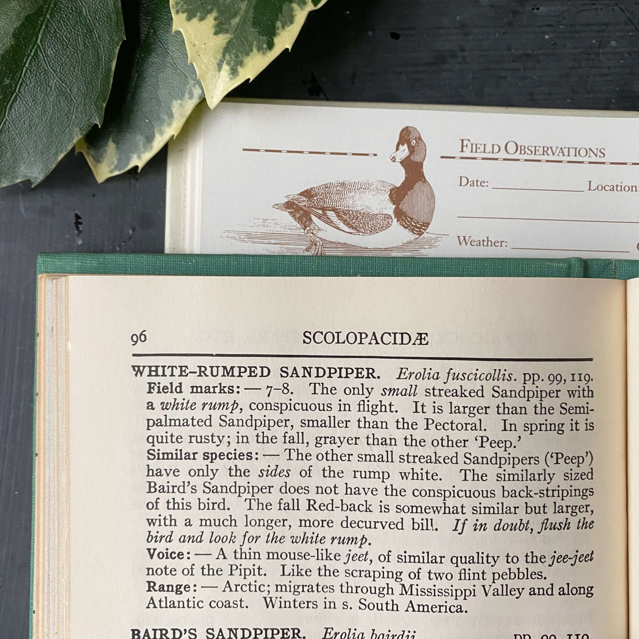 A Field Guide to the Birds by Roger Tory Peterson - 1947 Edition 33rd Printing