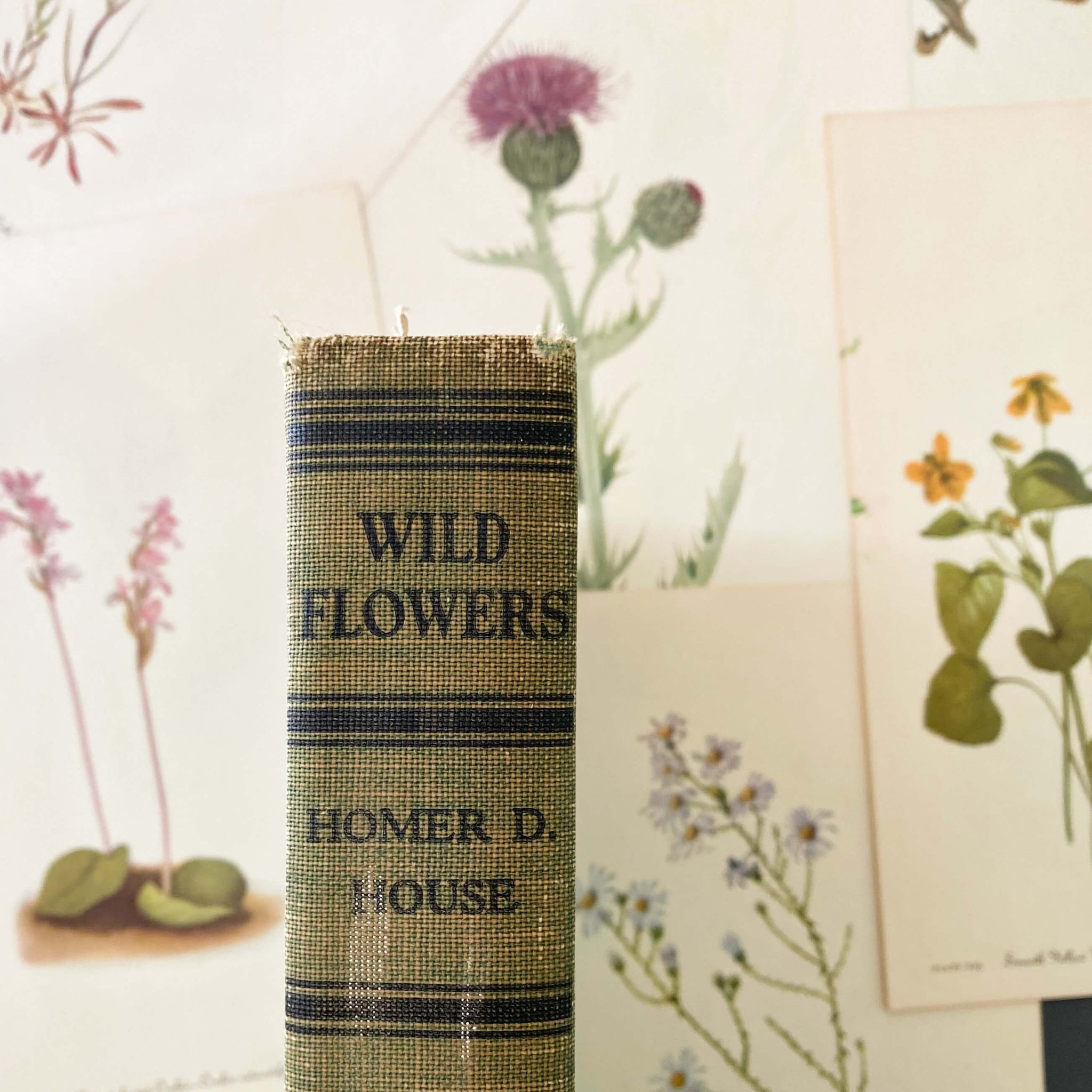 Wild Flowers by Homer D. House - 1937 Edition