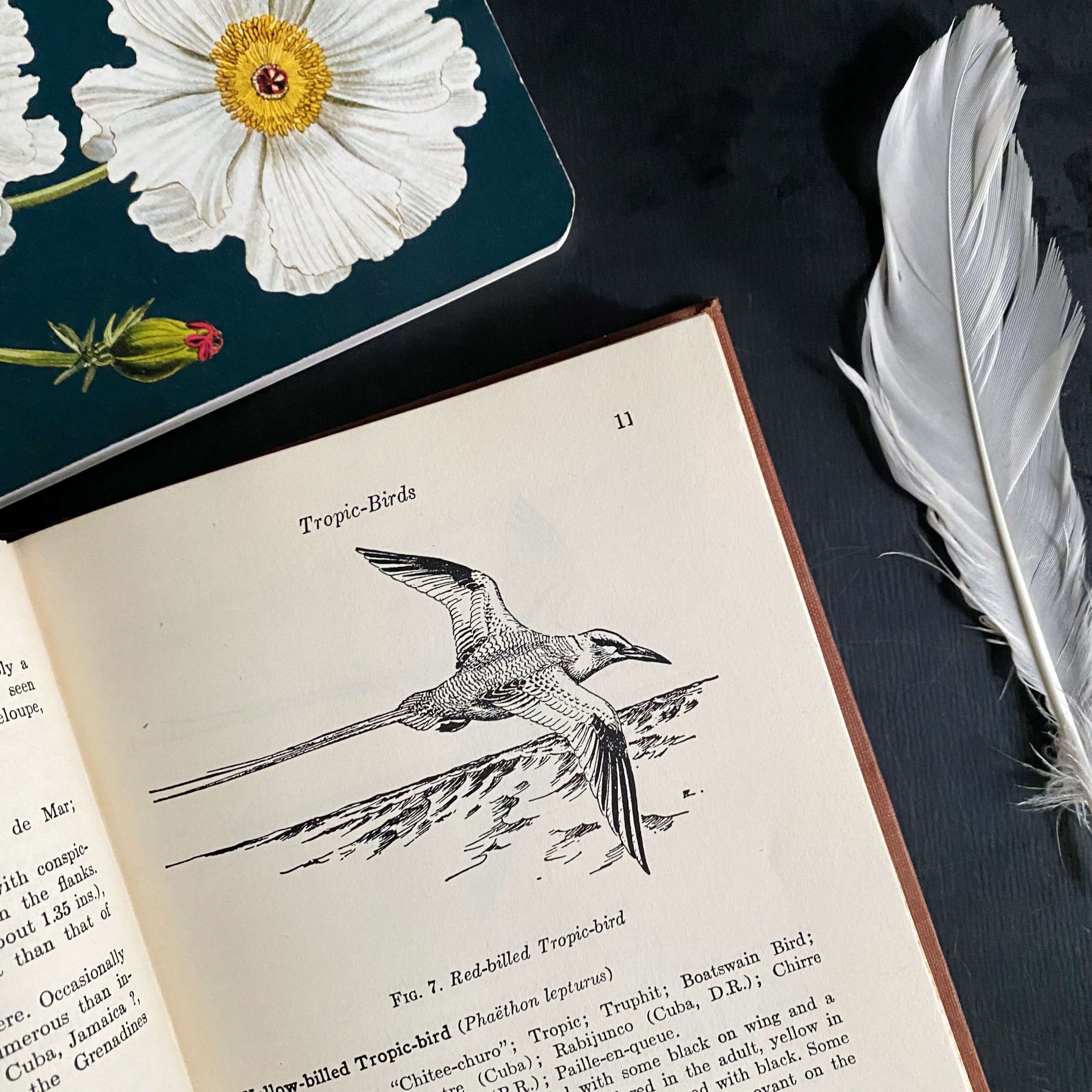 Field Guide to Birds of the West Indies by James Bond - 1947 Edition First Printing
