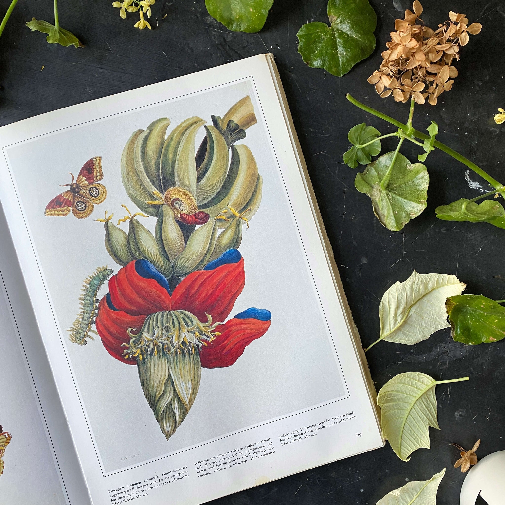 Martin Rix Vintage 1980s Botanical Art Book - The Art of The Plant World - Martin ...