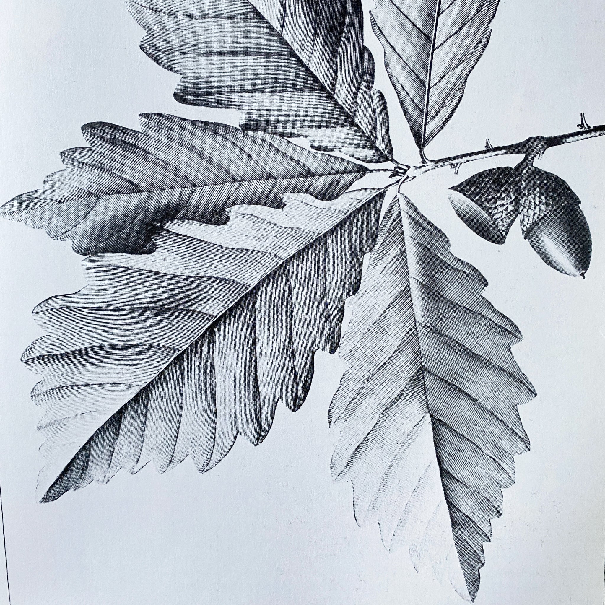 Martin Rix Vintage 1980s Botanical Art Book - The Art of The Plant World - Martin ...