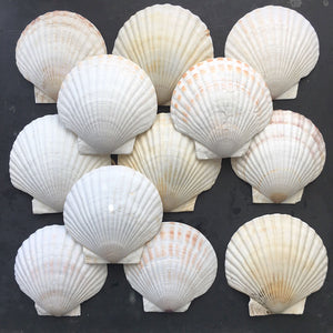 Vintage French Seashell Baking Shells - Set of 12 - Serving and Baking Dishes