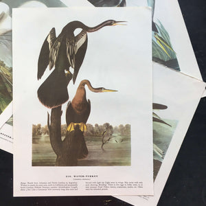 Vintage Audubon Bird Prints - Knot and Water Turkey  - 1960's Era John James Audubon Bookplates