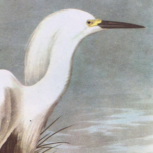 Vintage Audubon Bird Prints - Snowy Egret and Great Black Backed Gull - John James Audubon