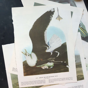 Vintage Audubon Bird Prints - Snowy Egret and Great Black Backed Gull - John James Audubon