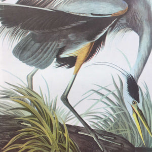 Vintage Audubon Bird Prints - Seagulls and Herons - John James Audubon, 1960s Bookplate Prints