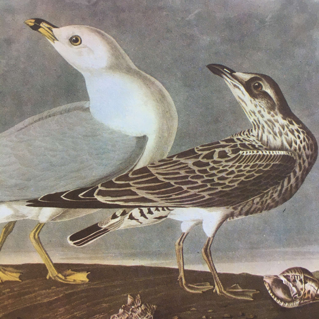 Vintage Audubon Bird Prints - Seagulls and Herons - John James Audubon, 1960s Bookplate Prints