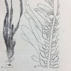 How  to Know the Seaweeds - E. Yale Dawson - Seaweed Identification Guide - 1963 Edition