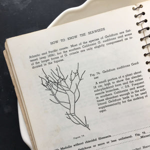 How  to Know the Seaweeds - E. Yale Dawson - Seaweed Identification Guide - 1963 Edition