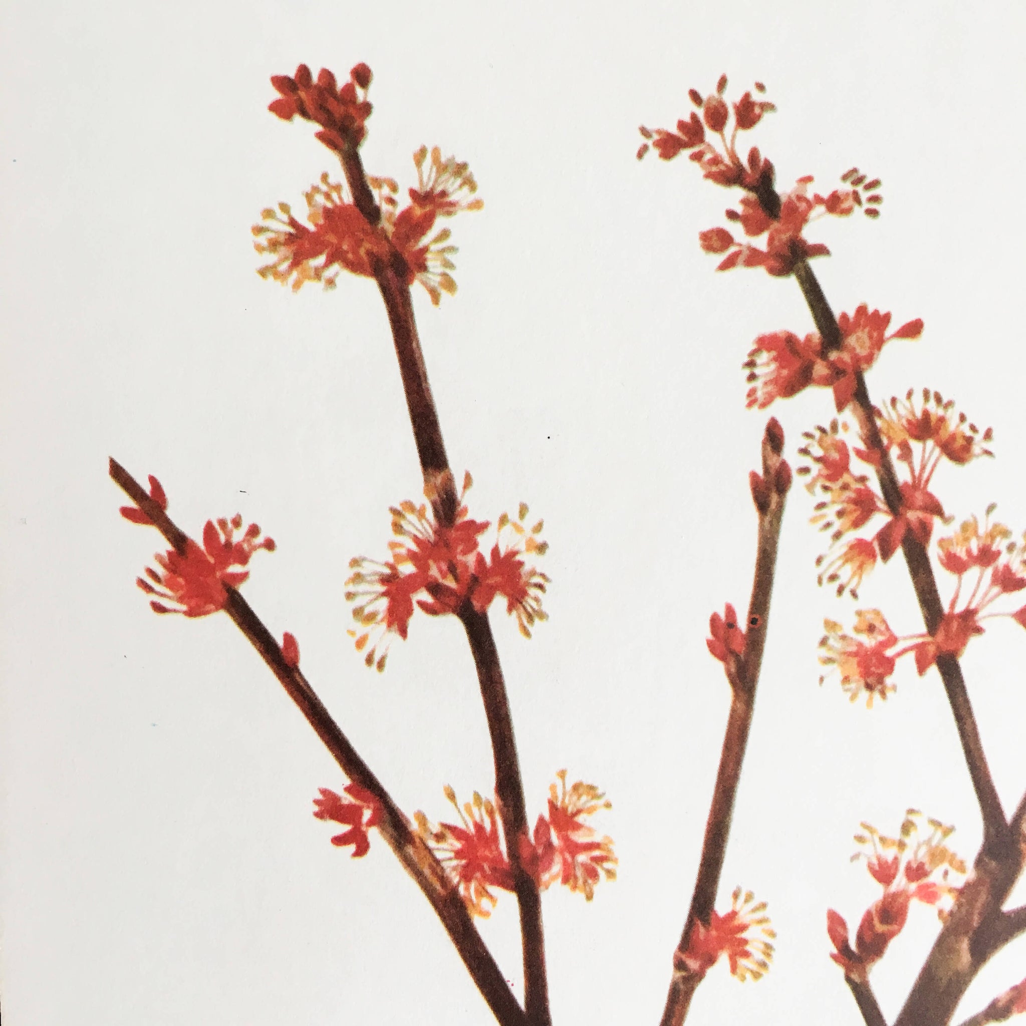 1950's Red Berry Botanical Print - Winterberry & Red Maple - Wild Flowers of America Bookplates