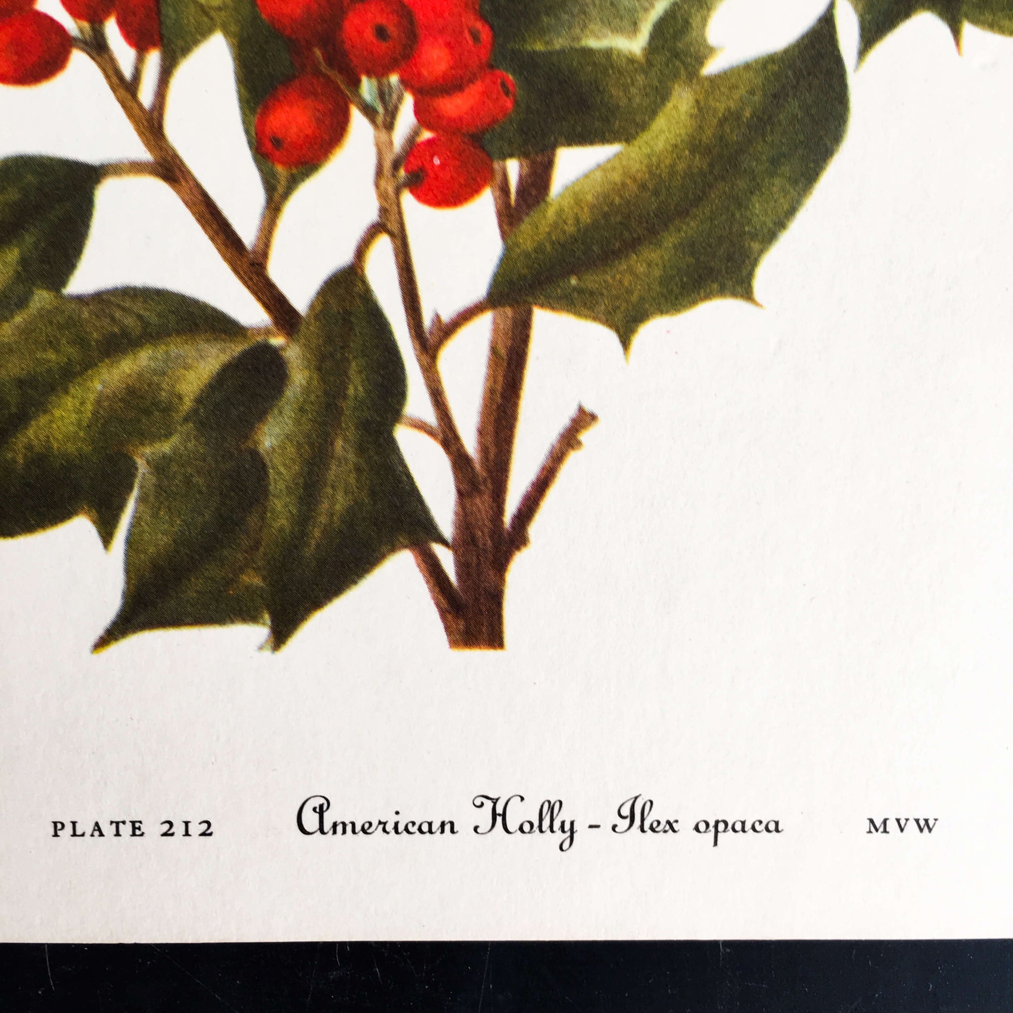 1950's Holly Berry Botanical Print - American Holly & Yaupon Cassena- Wild Flowers of America Bookplates