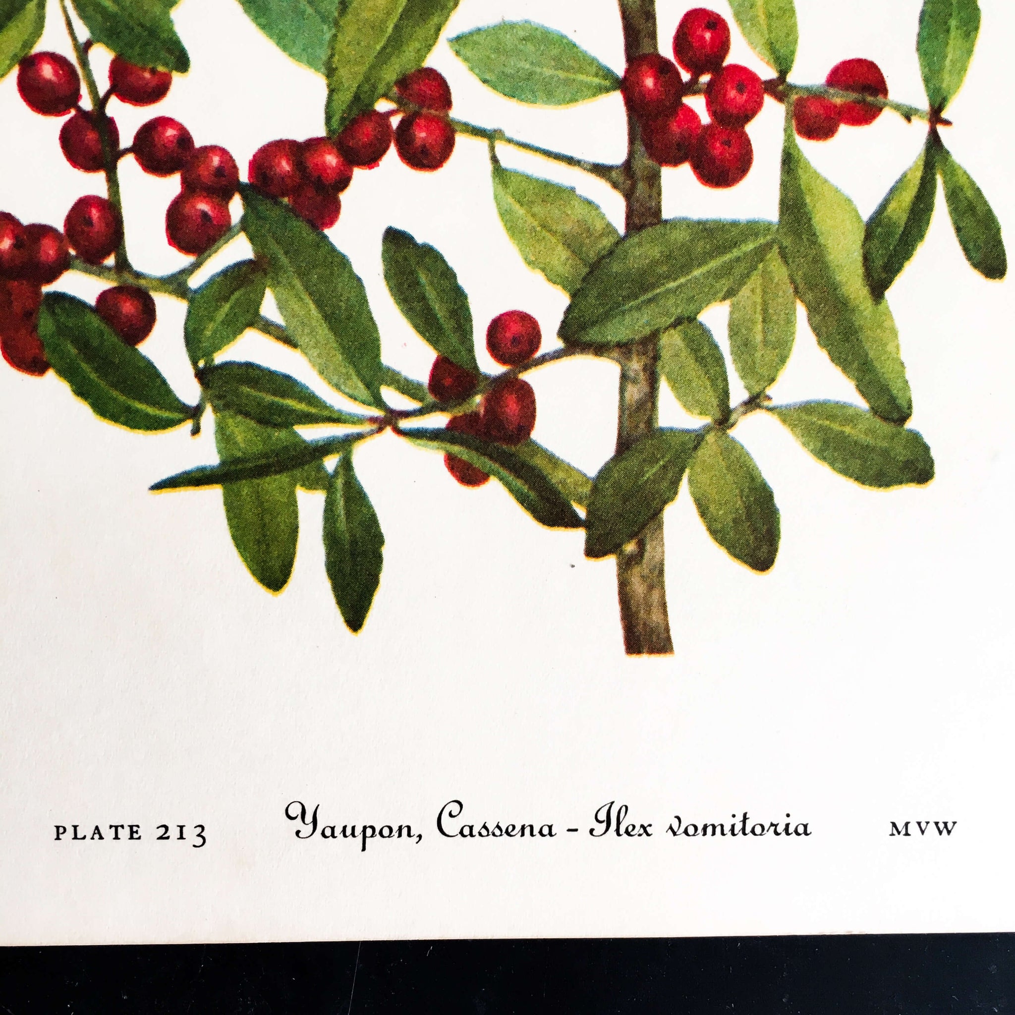 1950's Holly Berry Botanical Print - American Holly & Yaupon Cassena- Wild Flowers of America Bookplates