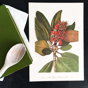 Vintage Southern Magnolia Botanical Print -1950's Wild Flowers of America Bookplate