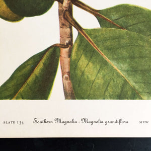 Vintage Southern Magnolia Botanical Print -1950's Wild Flowers of America Bookplate