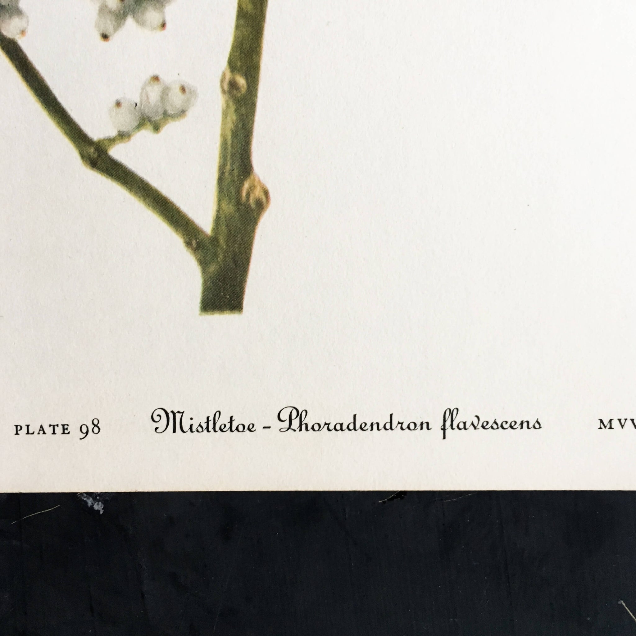 Vintage Mistletoe Botanical Print - Mistletoe and Bastard Toad-flax Plant Prints -1950s Wild Flowers of America Bookplates