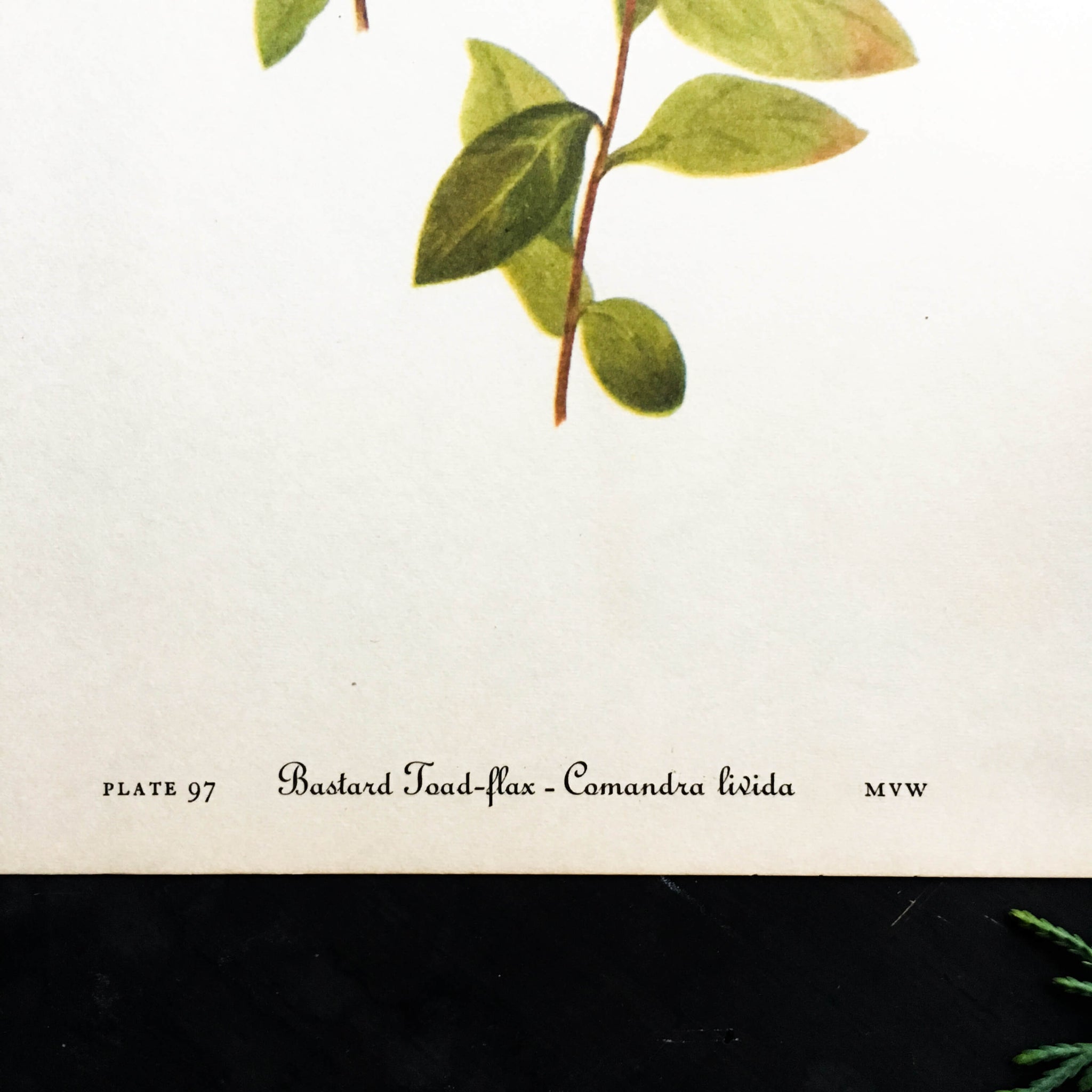 Vintage Mistletoe Botanical Print - Mistletoe and Bastard Toad-flax Plant Prints -1950s Wild Flowers of America Bookplates
