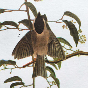 Vintage Cardinal Bird Bookplate from John James Audubon Birds of America - 1967 Edition