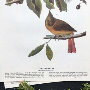 Vintage Cardinal Bird Bookplate from John James Audubon Birds of America - 1967 Edition