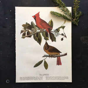 Vintage Cardinal Bird Bookplate from John James Audubon Birds of America - 1967 Edition