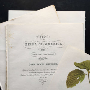 Vintage Purple Grackle & Sparrow Bird Bookplate from John James Audubon Birds of America - 1967 Edition
