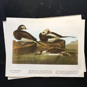 Vintage White Pelican Bird Bookplate from John James Audubon Birds of America - 1967 Edition