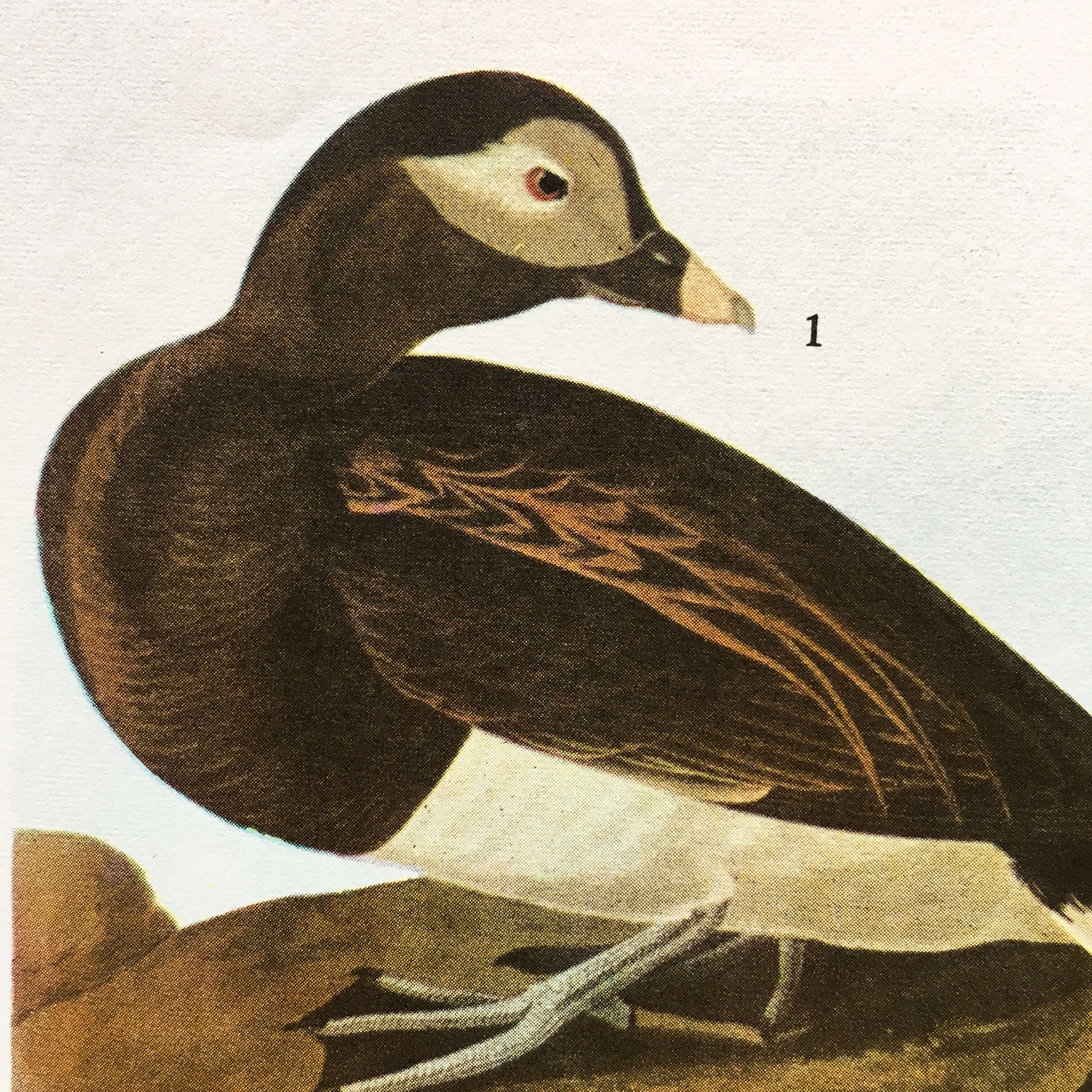 Vintage White Pelican Bird Bookplate from John James Audubon Birds of America - 1967 Edition
