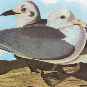 Vintage 1960s Seagull Bird Print Botanical - Kittiwakes & Oyster Catchers - John James Audubon