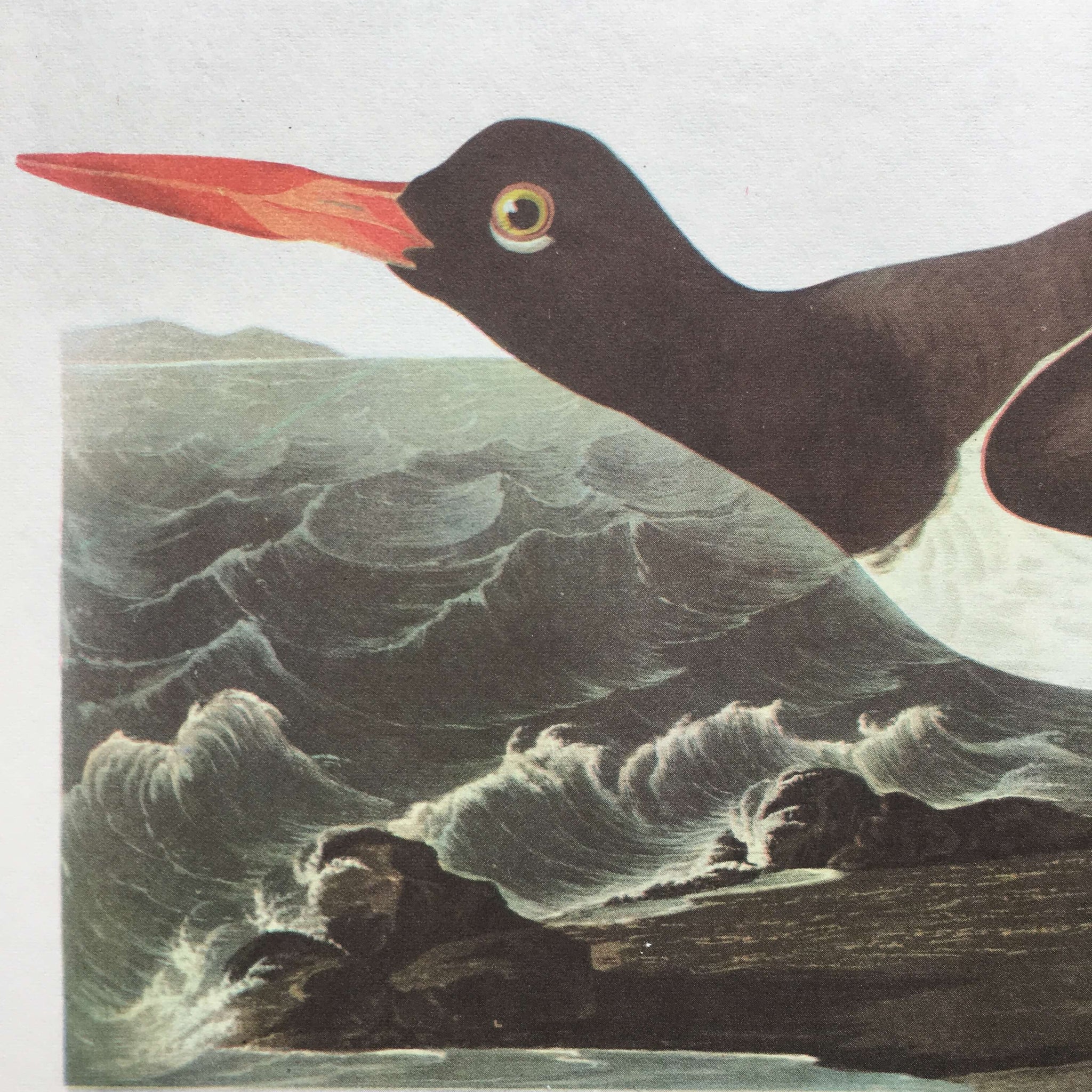Vintage 1960s Seagull Bird Print Botanical - Kittiwakes & Oyster Catchers - John James Audubon