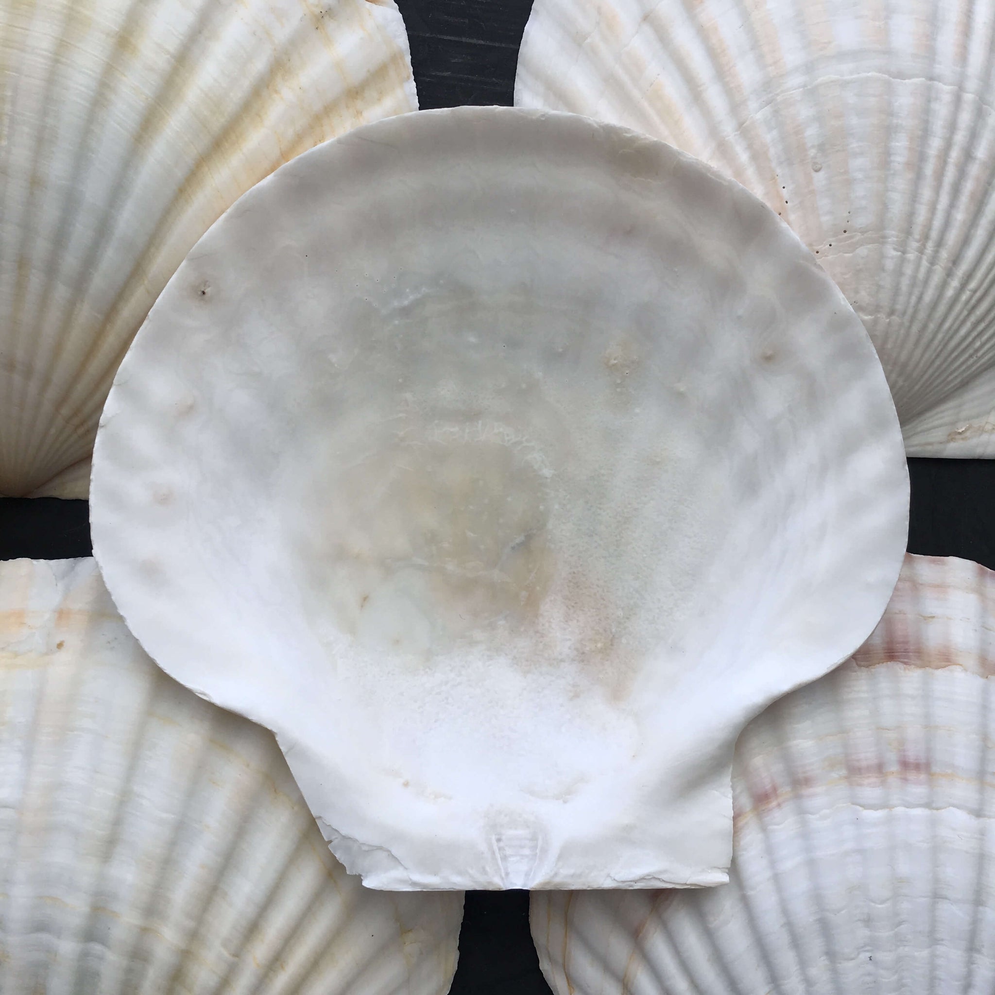 Vintage French Seashell Baking Shells - Set of 12 - Serving and Baking ...