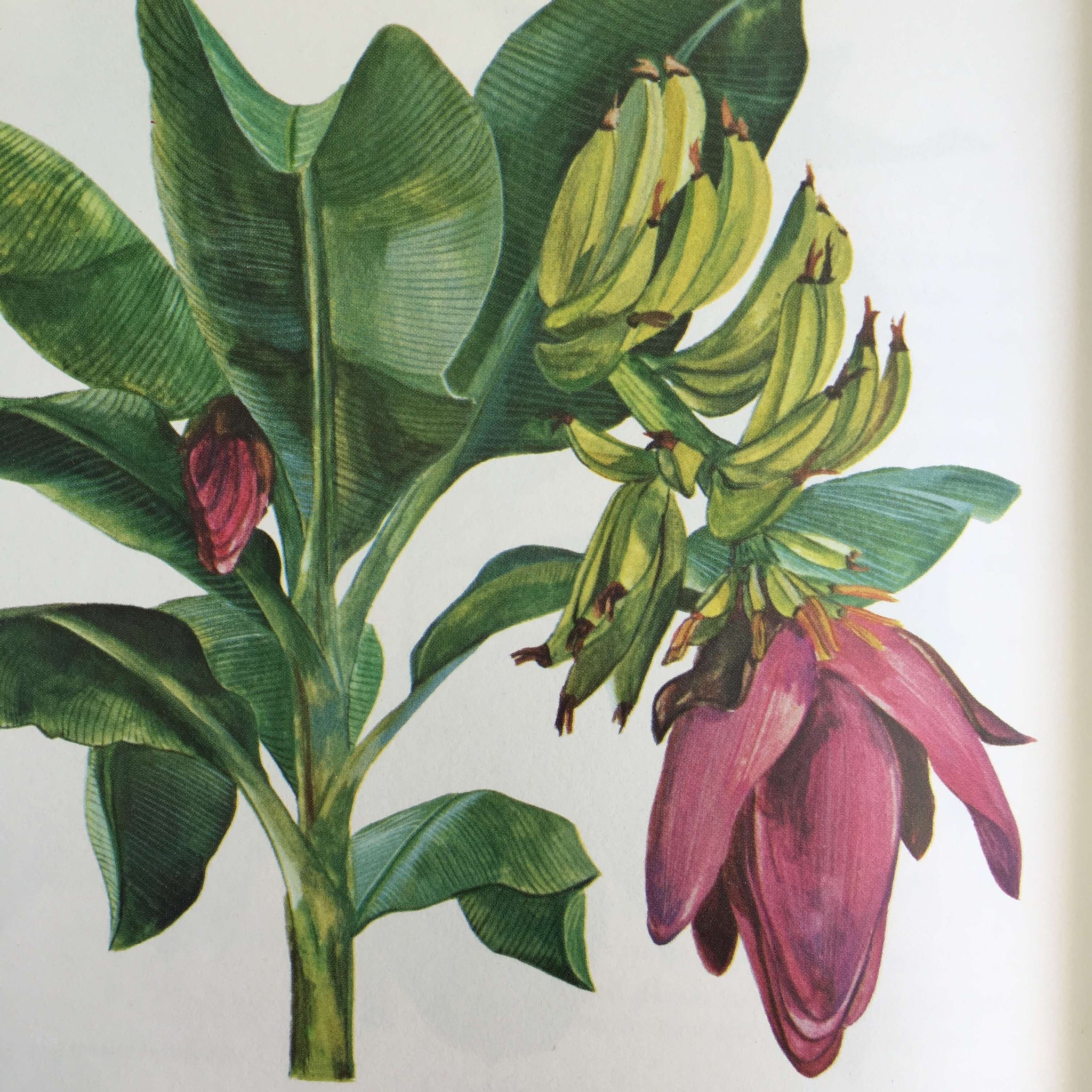 The Total Book of House Plants - Russell C. Mott- 1975 Edition Illustrated by Alan Singer