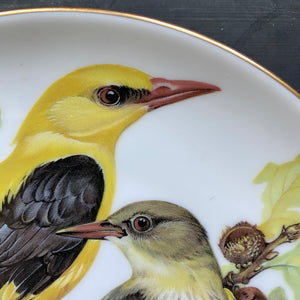 Vintage Oriole Bird Plate - World Wildlife Fun Ursula Band Decorative Plate Series - Circa 1986 Limited Edition