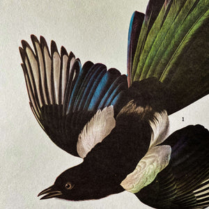 Vintage Magpie Bird Bookplate - Pine Grosbeak & Magpie Prints - John James Audubon Birds of America - 1967 Edition