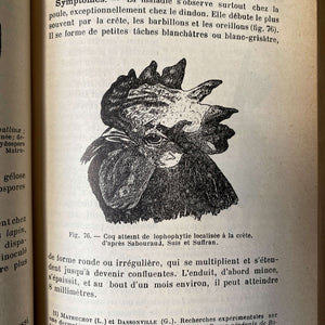 Rare Antique French Animal Science Book - Parasitologie des Animaux Domestiques by Maurice Neveu-Lemaire circa 1912