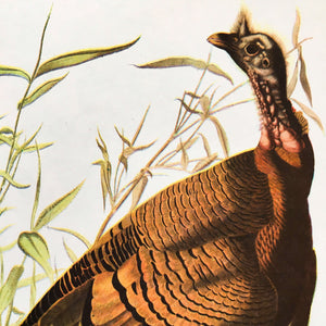 Vintage Wild Turkey Bookplates - John James Audubon's Birds of America Prints circa 1967