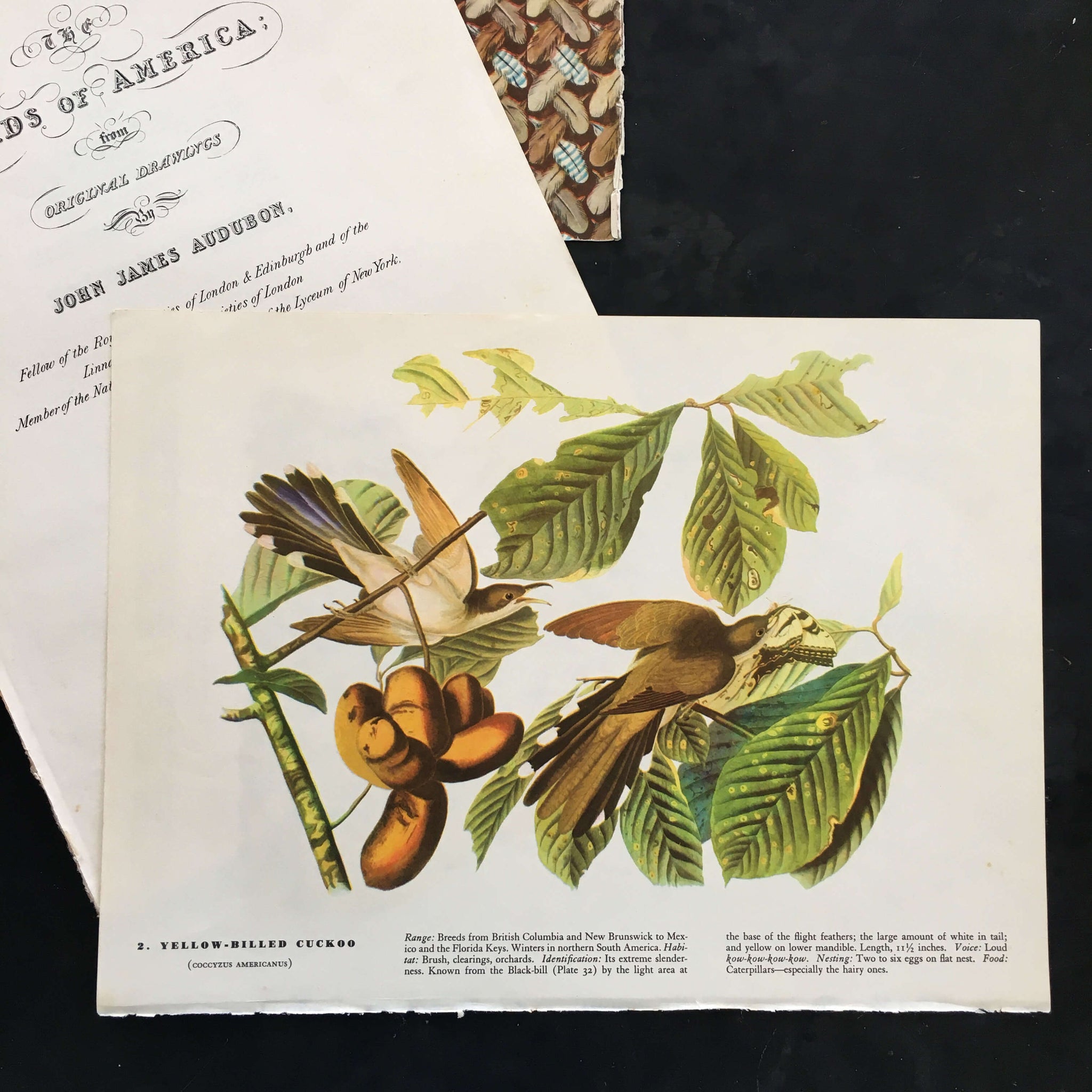 Vintage Wild Turkey Bookplates - John James Audubon's Birds of America Prints circa 1967
