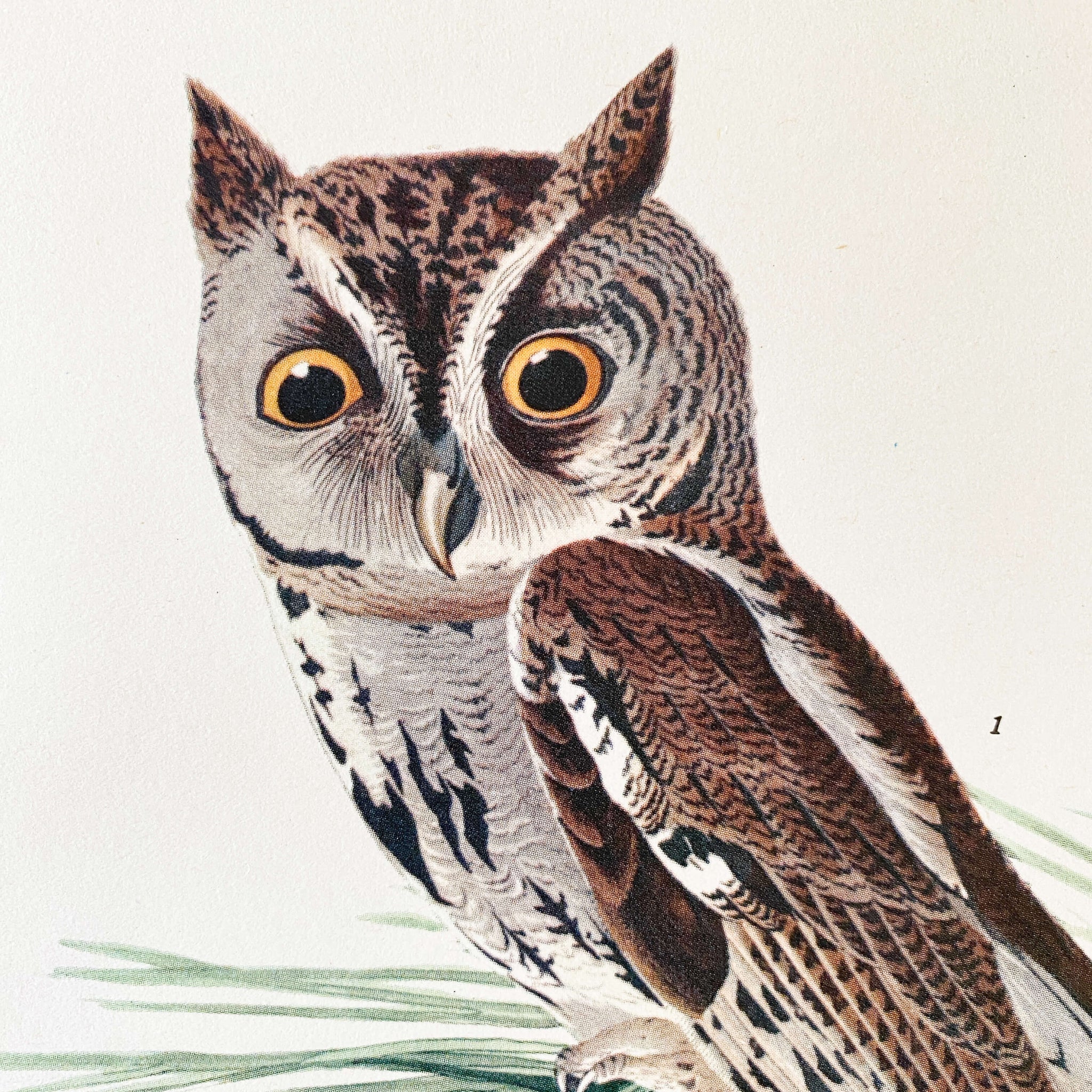 Vintage Audubon Little Screech Owl Litograph - 14x17 from the 1960s Audubon Folio
