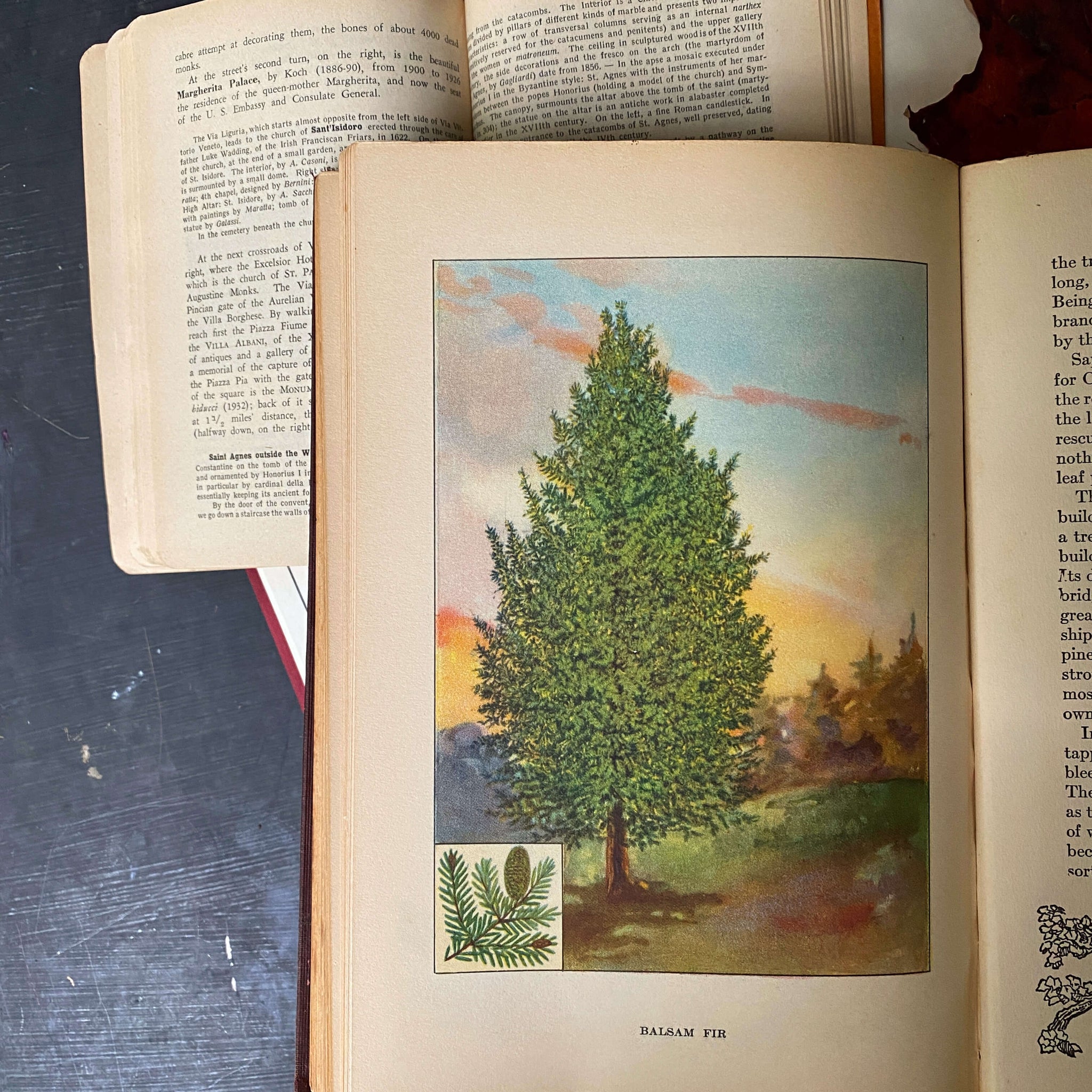 Vintage 1920s Tree Identification Book Trees By Julia Ellen Rogers C Vintage 1920s tree identification book trees by julia ellen rogers c