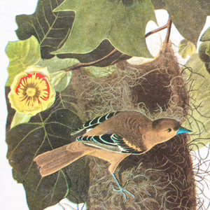 Vintage Baltimore Oriole Bookplate from John James Audubon Birds of America - 1967 Edition