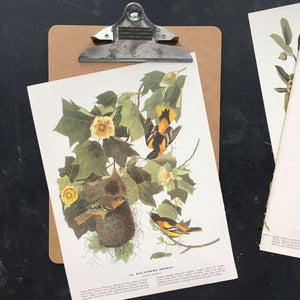 Vintage Baltimore Oriole Bookplate from John James Audubon Birds of America - 1967 Edition